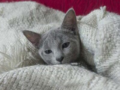 Почему кошка облизывает одеяла? Удивительные причины