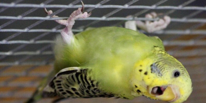 Почему попугай висит вверх ногами?